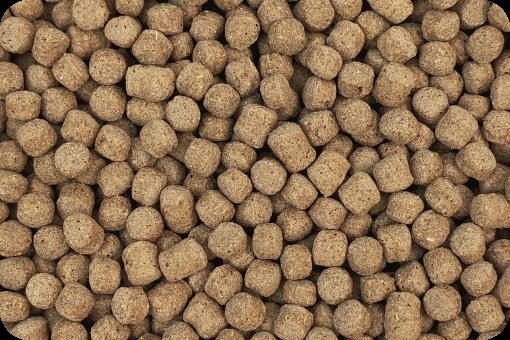 Tortoise Food
